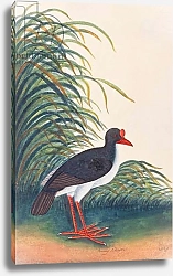Постер Школа: Китайская 19в. Eurasian Oystercatcher, from 'Drawings of Birds from Malacca', c.1805-18