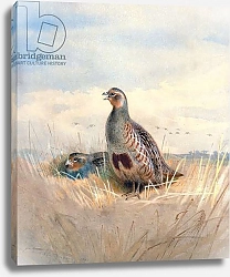 Постер Торнбурн Арчибальд (Бриджман) Two English Partridges, 1903