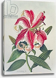Постер Делеворис Лиллиан Botanical Lily, 1996