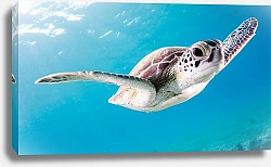 Постер Морская черепаха под водой