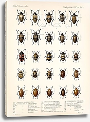 Постер Годман Фредерик Insecta Coleoptera Pl 294