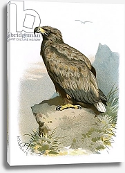 Постер Школа: Английская 20в. White tailed Eagle