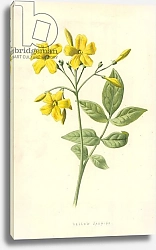 Постер Хулм Фредерик (бот) Yellow Jasmine