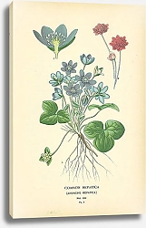 Постер Common Hepatica (Anemone Hepatica)