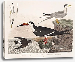 Постер Птицы Америки Уилсона 61