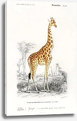 Постер Жираф (Giraffa camelopardalis)