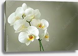 Постер Белая орхидея