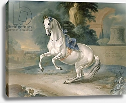 Постер Гамильтон Джеймс The White Stallion 'Leal' en levade, 1721