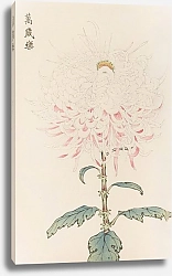 Постер Хасегава Кейка Keika hyakugiku, Pl.38