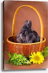 Постер Лихматый кролик в корзине с цветком