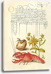 Постер Хофнагель Йорис Insect, English Walnut, Saint John’s Wort, and Crayfish