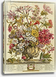 Постер Кастилс Питер October, from 'Twelve Months of Flowers' by Robert Furber engraved by Henry Fletcher