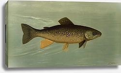 Постер Петри Джон Hybrid Trout — Cross of the Lake and Brook Trout.