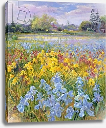 Постер Истон Тимоти (совр) Irises, Willow and Fir Tree, 1993