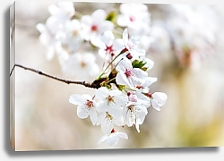 Постер Ветка с белыми цветками вишни