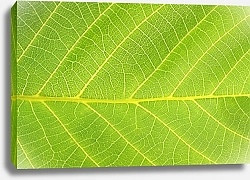 Постер Абстрактный зеленый лист