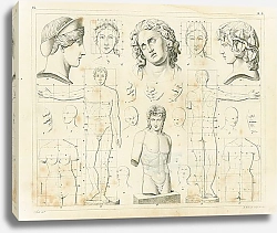 Постер Iconographic Encyclopedia: пропорции тела и лица человека