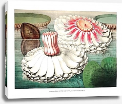 Постер Гигантская водяная лилия (Victoria Regia) на промежуточной стадии цветения