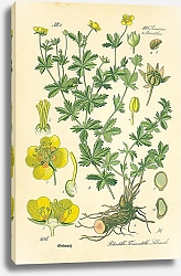 Постер Rosaceae, Potentilleae, Potentilla Tormentilla Schrank