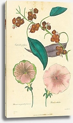 Постер Euphorbia Fulqens, Petunia Marginata Prasina, Petunia Viltatus 1