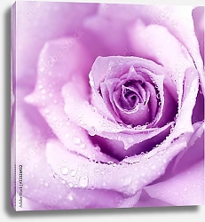 Постер Фиолетовая роза с каплями