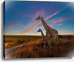 Постер Жирафы у дороги 