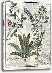 Постер Тестард Робинет (бот) Ms Fr. Fv VI #1 fol.158v Ferns, Brambles and Flowers, c.1470