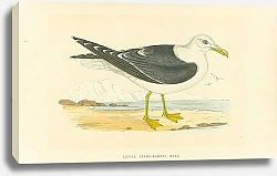 Постер Lesser Black-Backed Gull 2