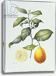 Постер Эден Маргарет (совр) Citrus Limon, 1995