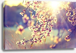 Постер Ветка цветущей вишни в закатных красках