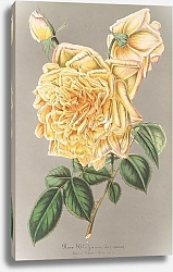 Постер Лемер Шарль Rose Jaune d’or