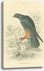Постер Orange Legged Falcon 1