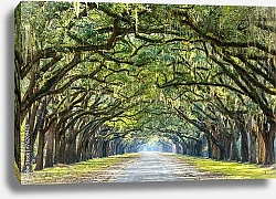 Постер США, Джорджия. Country Road Lined with Oaks in Savannah