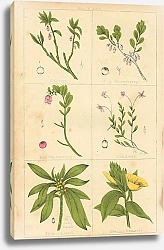 Постер Botanical Magazine #55
