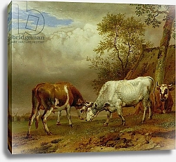 Постер Поттер Паулюс Two Bulls with Locked Horns, 1653