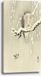 Постер Косон Охара Hawk with captive tree sparrow