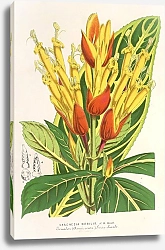 Постер Лемер Шарль Sanchezia nobilis