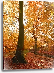 Постер Золотой лес