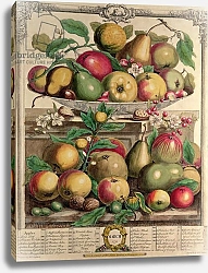 Постер Кастилс Питер March, from 'Twelve Months of Fruits', by Robert Furber engraved by Henry Fletcher, 1732