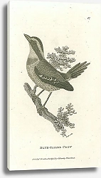 Постер Blue-Tailed Crow 1