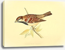 Постер Italian House Sparrow