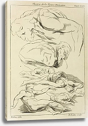Постер Рубенс Петер (Pieter Paul Rubens) Six studies of male figures in various prone and supine positions