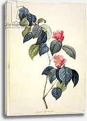 Постер Редюти Пьер PD.21-1960 Camellia Japonica, 1793