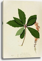 Постер Неизвестен Barringtonia acutangula