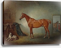 Постер Фернли Джон Лошадь для охоты
