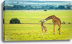 Постер Два жирафа на фоне зеленой долины