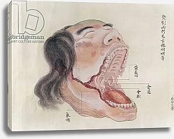 Постер Школа: Японская 19в. The anatomy of the mouth, from the dissection of a torture victim of 1796, from a makimono of a Midori doctor, 1842