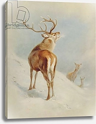 Постер Торнбурн Арчибальд (Бриджман) Cervus elaphus, red deer, Plate 37 from British Mammals Vol. 1 & 2 by Archibald Thorburn, 1920-21