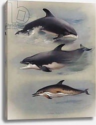 Постер Торнбурн Арчибальд (Бриджман) White-beaked Dolphin, Bottle-nosed Dolphin, Common Dolphin