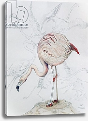Постер Хаббард-Форд Кэролин Flamingo